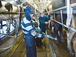 New rules on migrant workers will impact the dairy industry, says DairyNZ.