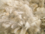 New Zealand Wool Prices Hit Highest Levels Since 2011 Amid Tight Supply and Surging Demand