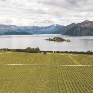 Rippon vines.