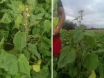 Left: Velvetleaf plant in fodder beet crop. Right: Velvetleaf plants grow from 1m to 2.5m tall.