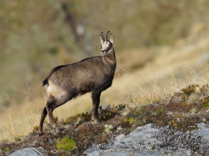 The roar is the most important event on most game hunters’ annual calendar. 