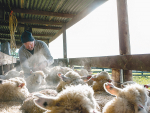 The best form of prevention of Salmonella and Leptospirosis is for farmers to vaccinate their animals. Photo Credit: Paul Sutherland Photography.