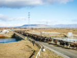 With moving day fast approaching a decision on M.bovis looms. Photo: Shellie Evans.