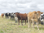 Could the Government&#039;s emissions plan mark the end of beef farming in New Zealand?