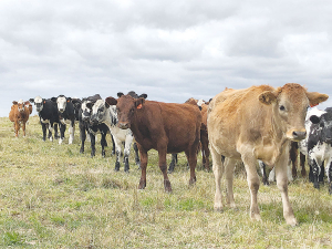 Could the Government&#039;s emissions plan mark the end of beef farming in New Zealand?