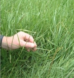 Weed threat sneaks in with new pasture