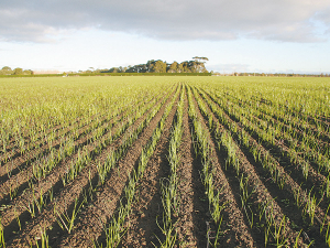 Research shows ryegrass seed shown early in dry autumn conditions germinates well after weeks with no rain.