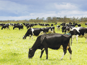 A cow’s BCS provides a reasonably accurate measure of her energy reserves.