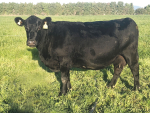 Top price at the sale was $5000 for a 10-year-old cow.