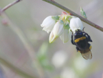 Planting to feed the bees