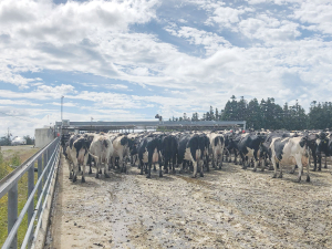 New rules around how cows are kept on hard surfaces came into force this month.