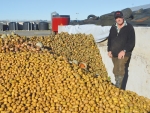 Tony Walters’ 260 cows munch through 20 tonnes of potatoes and carrots every week.