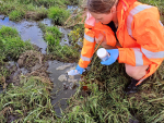 Council officer sampling ponded effluent.