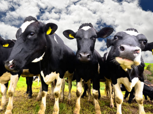 Mid-Canterbury Federated Farmers dairy chair Chris Ford.