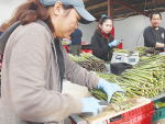 Leaderbrand manager Mike Arnold says the 25% of the country’s asparagus that is grown in the South Island is pretty special.