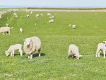 Farmers are being asked to help out with a three-year FE study by collecting sheep poo.