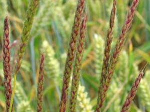 Blackgrass. Source: Environment Canterbury.