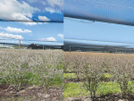 Frost damage on the blueberry crop can be seen by these before (Left) and after photos. Photo Credit: Oakberry Farms