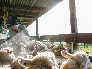 One of 14 year-old Rosa Macaulay’s favourite places is her poppa’s sheep yards.