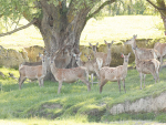 Pregnant hinds in October. It’s now possible to buy stags with breeding values for fawning date. Photo: Richard Hilson