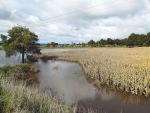 A flooded maize paddock in the Hauraki Plains earlier this year. 