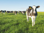 Calves are well cared for and fed on Lisa Hicks and partner Graham Sorensen's farm. 