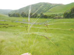 Chilean needle grass has sharp penetrating seeds that cause blindness in livestock, pelt and carcass damage – as well as the loss in pasture quality and grazing.