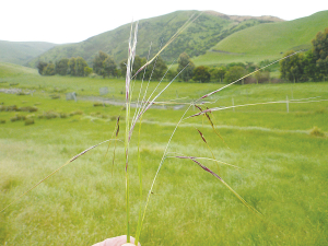 Chilean needle grass has sharp penetrating seeds that cause blindness in livestock, pelt and carcass damage – as well as the loss in pasture quality and grazing.