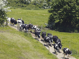 Digital dermatitis is another cause for lameness in herds.