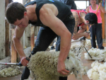 The wool industry is hoping for some lifting of COVID-19 restrictions.