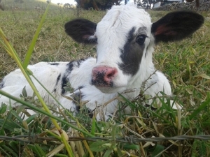 MPI has laid charges against an individual in relation to an investigation into animal welfare offences involving bobby calves.