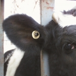 Final countdown for NAIT 