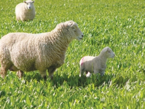 Sheep researchers at Massey are doing lots of studies at present.