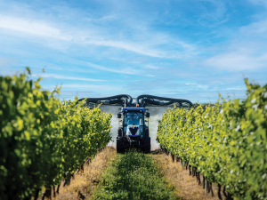 Good management practice in active vineyards can prevent infection by adjacent unmanaged vines.