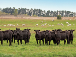 Red meat farmers have approved a rise in the pool for directors fees.
