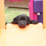 Serious job ahead for floppy-ears pups