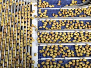 Seeka Reports Strong Start to Kiwifruit Harvest Despite Red Fruit Challenges