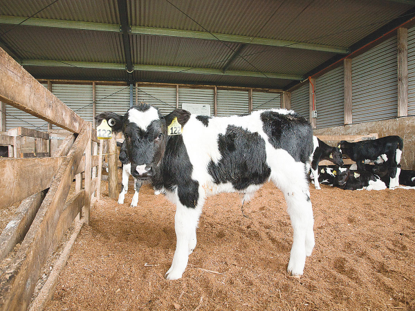 Calf bedding materials for spring - Dairy