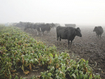 Vets are struggling with the emerging animal health issues of long-term fodder beet use on dairy farms.