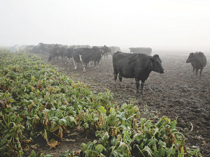 Vets are struggling with the emerging animal health issues of long-term fodder beet use on dairy farms.