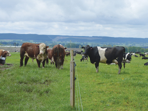 Have enough bulls when cows are likely to be on heat.