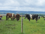 Have enough bulls when cows are likely to be on heat.