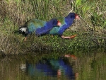 Four takahe were killed.