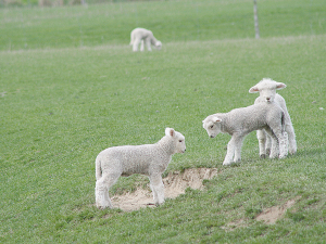 Farmers should ask themselves a number of questions around weaning and actions to take.