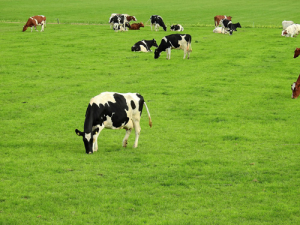 Less than 10 days to go until entries open in the 2016 New Zealand Dairy Industry Awards.