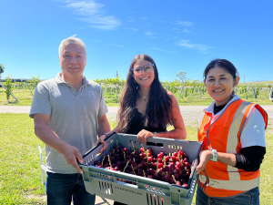 Bridge Pā Table Grape Harvest Starts Weeks Early