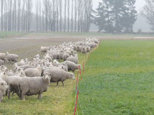 Southland farmer Don Morrison says changes made to his winter grazing practices have been better for the environment and for his animals.