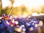 Bulk wine exports surpass packaged wine volumes