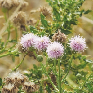 Californian thistle is a major problem on New Zealand farms.