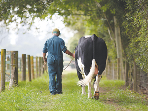 LIC says long-term users of its genetics have almost doubled the speed of improvement in their herds over the last decade.